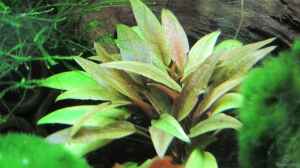 Cryptocoryne beckettii - 14.05.2010