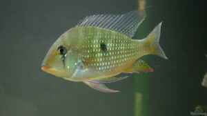 Heckel-Buntbarsch (Acarichthys heckelii)