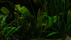 Echinodorus `Ozelot` Green