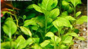 Lobelia cardinalis