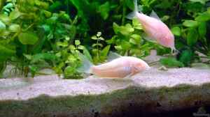 corydoras