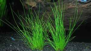 Eleocharis acicularis - Nadelsimse