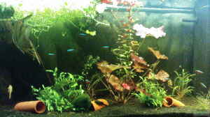 Bild aus dem Beispiel Juwel-aquarium Rio 240 von Die Hängenden Gärten