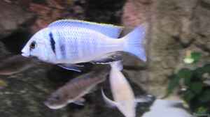 Placidochromis elektra Likoma Bock