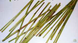 Phragmites australis-Fragmente