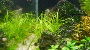 Juncus Repens