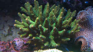 Acropora millepora - Kleinpolypige Steinkoralle