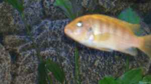 Pseudotropheus Lombardoi m