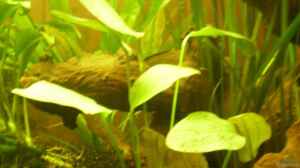 Echinodorus ozelot green