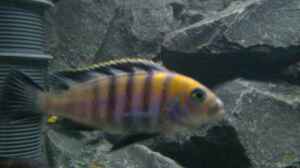 Cynotilapia afra `cobue`