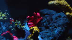 Montipora digitata rot