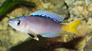 Cyprichromis leptosoma Blue Flash