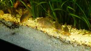 Corydoras sterbai 