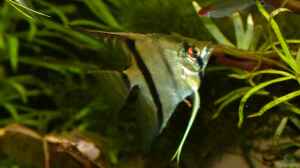 Pterophyllum scalare 