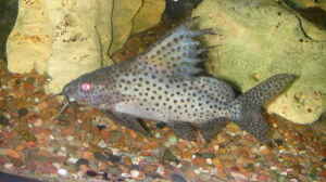 Synodontis Eupterus