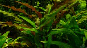 Cryptocoryne