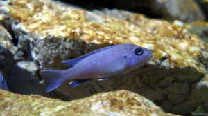 Cynotilapia sp. Gallireya reef WEIBCHEN