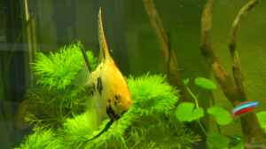 Pterophyllum scalare (Koi)