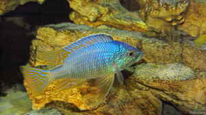 Placidochromis sp. jalo 01.07.2014