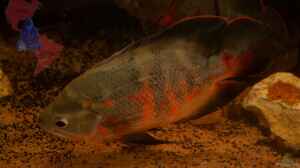 Einer von Vieren, ein Astronotus sp. "Bahia Red".