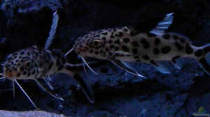 Synodontis Multipunctatus