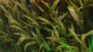 Cryptocoryne spec. Indonesia 