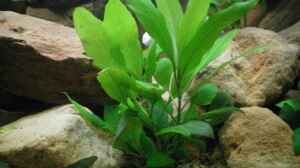 Hygrophila corymbosa "Kompakt" (28.08.2012)