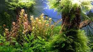 Rotala rotrundifolia