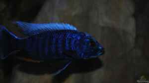 Sciaenochromis Fryeri