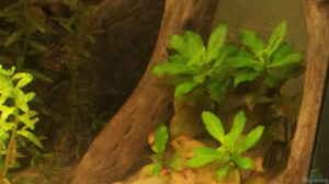 Ludwigia repens "Rubin"