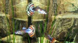 Guppys (Poecilia reticulata)