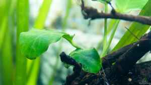 Anubias barteri