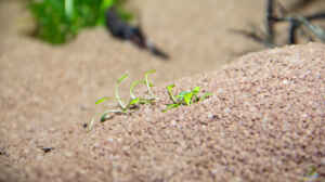 Glossostigma elatinoides 