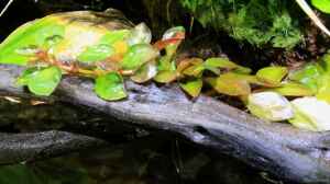 Ludwigia repens in emerser Form