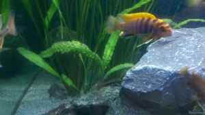 Labidochromis Hongi Red Top