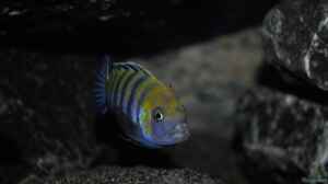 Cynotilapia Afra Cobue