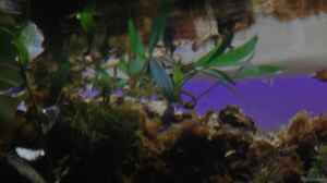 Cryptocoryne parva