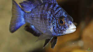 Placidochromis phenochilus Mdoka