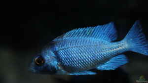 Placidochromis sp. "phenochilus tanzania" lupingu 