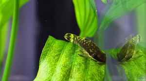 Zebra Ohrgitter-Harnischwels / Otocinclus cocama