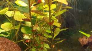 Ludwigia Repens und Wassernabel