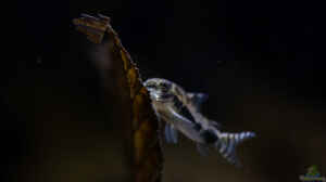 corydoras habrosus - Schachbrett-Zwergpanzerwels