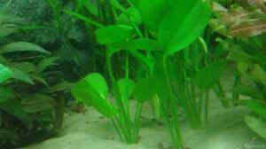 Echinodorus major leopard ?, 26. Februar