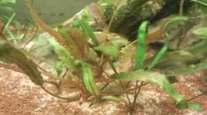 Cryptocoryne wendtii - Wendts Wasserkelch