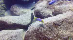 Bild aus dem Beispiel Lake Malawi Cichlids von Florian Bandhauer