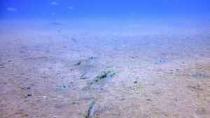 Bild aus dem Beispiel Lake Malawi Cichlids von Florian Bandhauer