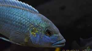 Melanochromis lepidiadaptes