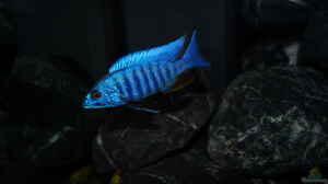 Sciaenochromis fryeri "iceberg"