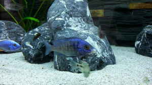 Placidochromis phenochilus mdoka "white lips"