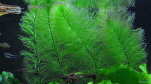 Limnophila sessiliflora